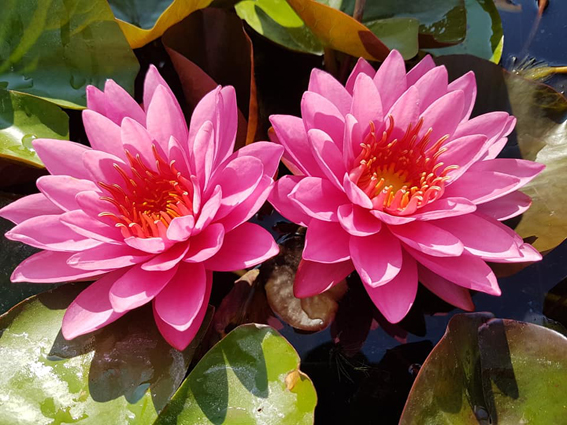 Nymphaea 'Zores'