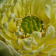 Nelumbo 'Golden Builder'