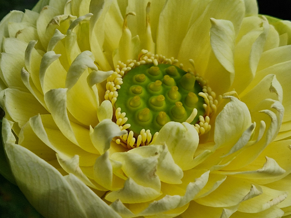 Nelumbo 'Golden Builder'