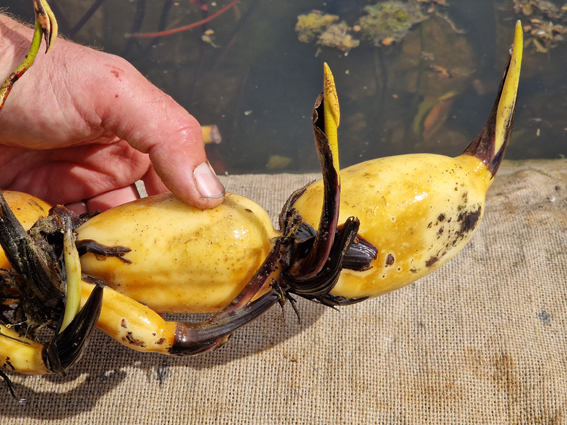 edible lotus