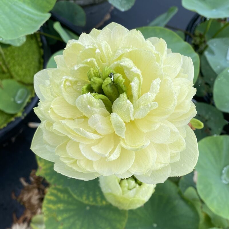 Nelumbo ‘Lemon & Lime’ – Image 3