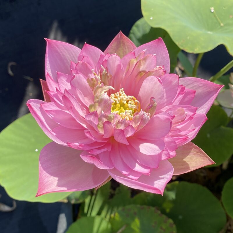 Nelumbo ‘Spring Cherry’ (syn : Chun Mu Ying Tao) – Image 4