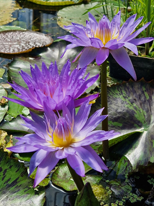 star of siam