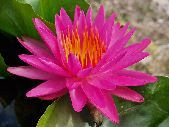 Pink Silk