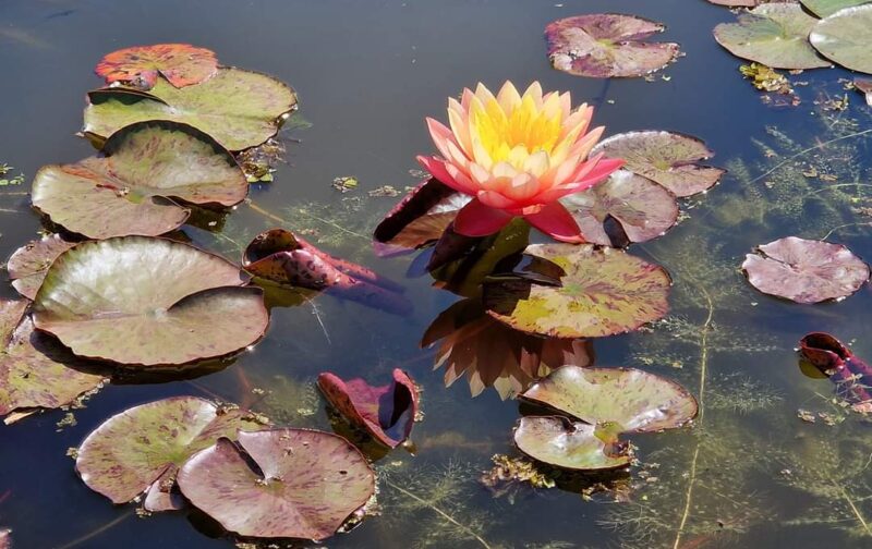 Nymphaea 'Santa Maria del Mar' (Florian Henaux) – Image 2