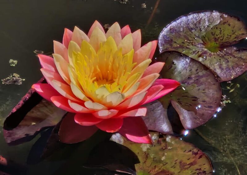 Nymphaea 'Santa Maria del Mar' (Florian Henaux) – Image 3