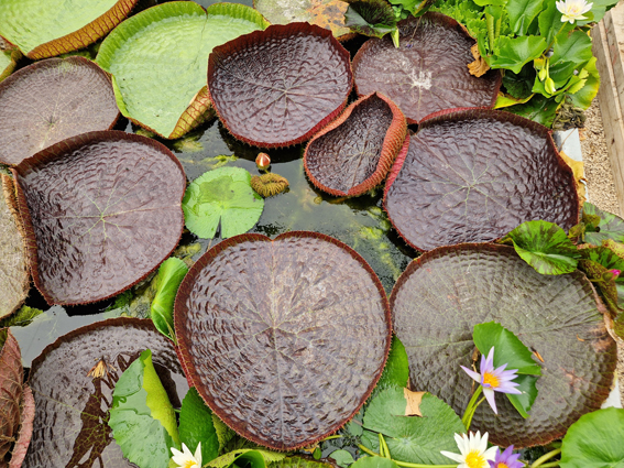 calypso adult plant