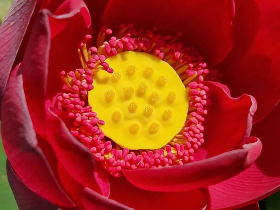 Nelumbo 'Circular Shadow' – Image 4