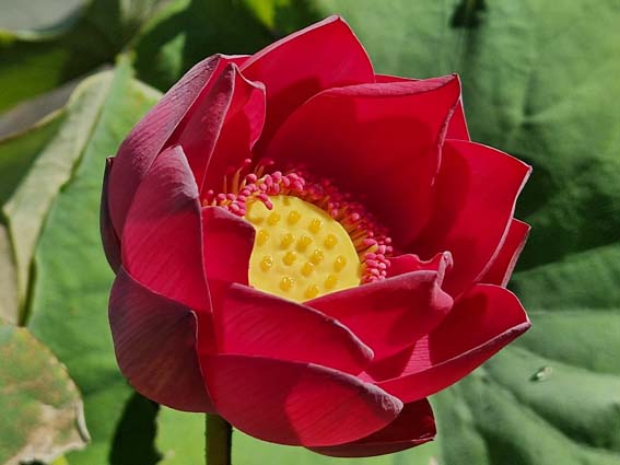 Nelumbo 'Circular Shadow' – Image 2