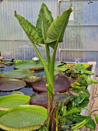 Typhonodorum lindleyanum