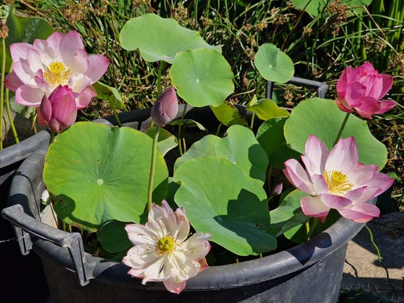 Nelumbo ‛Book Boy’ – Image 2