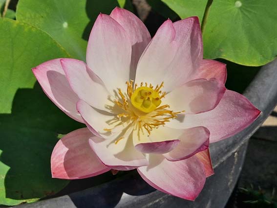 Nelumbo ‛Book Boy’ – Image 4