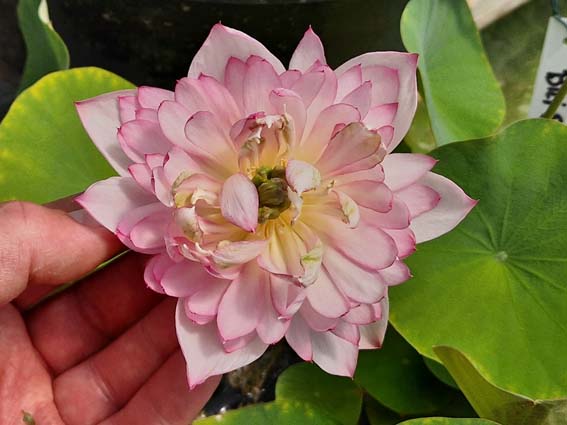 Nelumbo 'Childhood' (Hybrideur Pun Punnaline) – Image 3