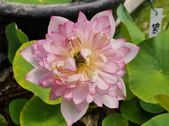 Nelumbo 'Childhood' (Hybrideur Pun Punnaline) – Image 6