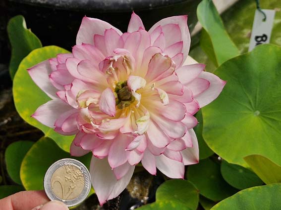 Nelumbo 'Childhood' (Hybrideur Pun Punnaline) – Image 4