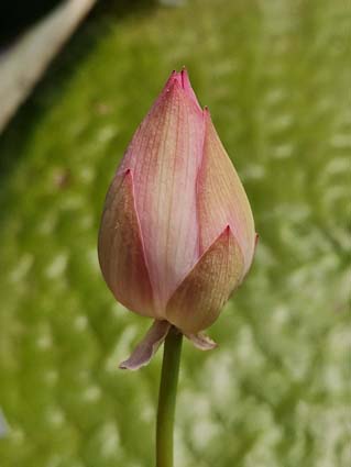 Nelumbo 'Childhood' (Hybrideur Pun Punnaline) – Image 2