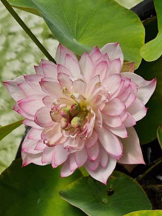 Nelumbo 'Childhood' (Hybrideur Pun Punnaline) – Image 5