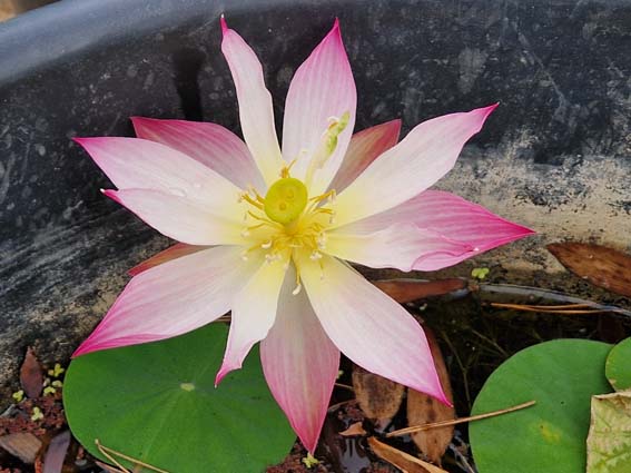 Nelumbo 'Chinese Beauty Shan' – Image 6
