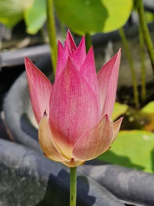 Nelumbo 'Chinese Beauty Shan' – Image 2