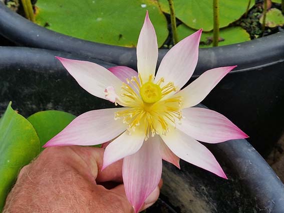 Nelumbo 'Chinese Beauty Shan' – Image 3
