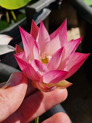 Nelumbo 'Chinese Beauty Shan' – Image 4