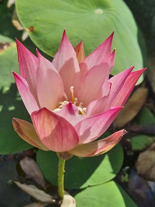 Nelumbo 'Chinese Beauty Shan' – Image 5