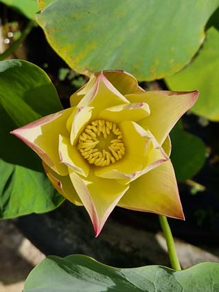 Nelumbo ‘Love Bird’ – Image 6