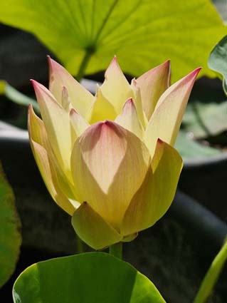 Nelumbo ‘Love Bird’ – Image 5