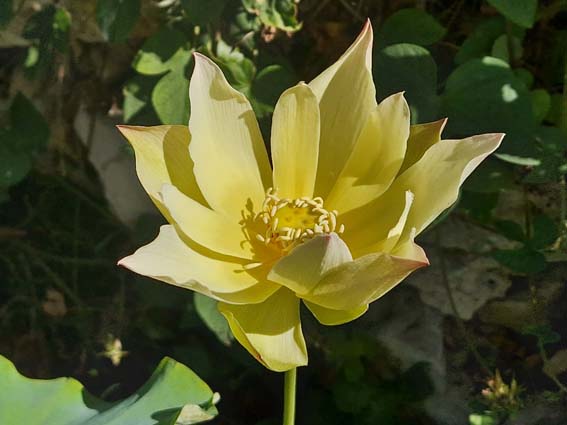 Nelumbo ‘Love Bird’ – Image 4