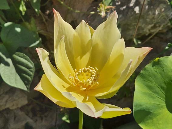 Nelumbo ‘Love Bird’ – Image 3