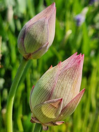 Nelumbo 'Purple Morning Glow' – Image 2
