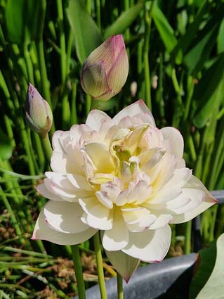 Nelumbo 'Purple Morning Glow' – Image 6