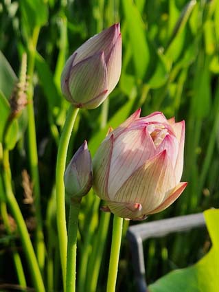 Nelumbo 'Purple Morning Glow' – Image 3