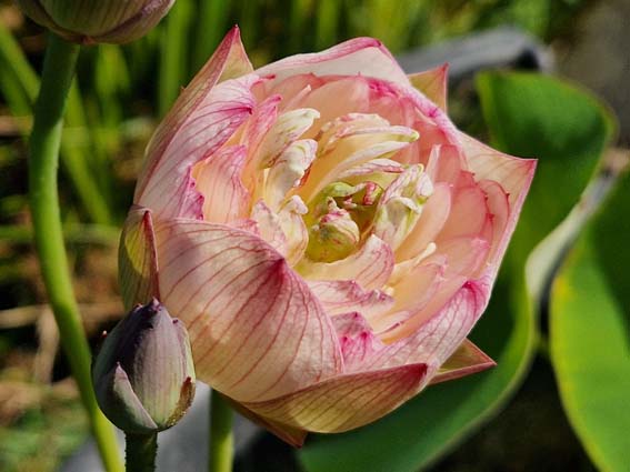 Nelumbo 'Purple Morning Glow' – Image 4