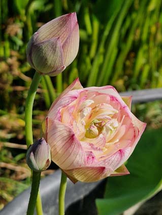 Nelumbo 'Purple Morning Glow' – Image 7