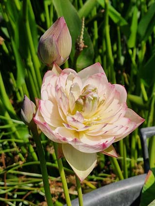 Nelumbo 'Purple Morning Glow' – Image 8