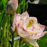 'Purple Morning Glow'