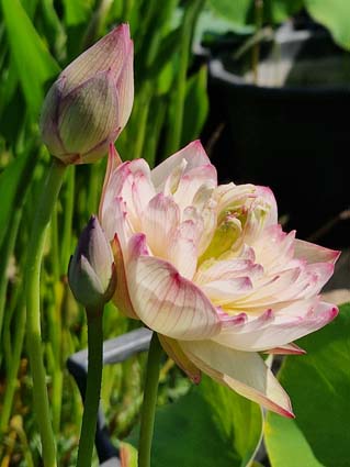 'Purple Morning Glow'