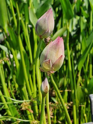 Nelumbo 'Purple Morning Glow' – Image 5