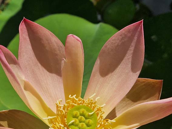 Nelumbo ‛Qinhuai Orange Light’ – Image 4