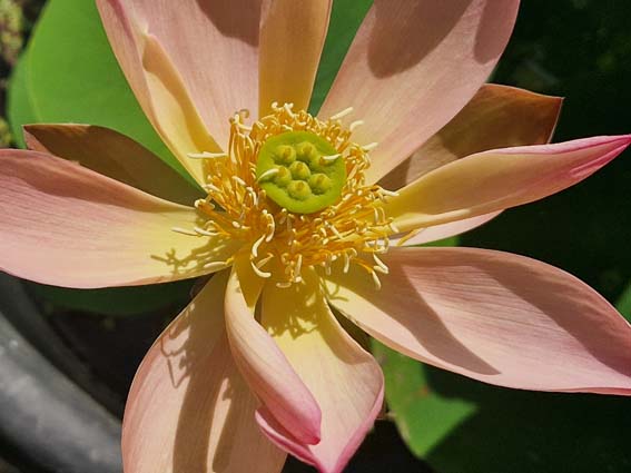 Nelumbo ‛Qinhuai Orange Light’ – Image 8