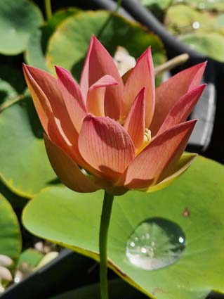 Nelumbo ‛Qinhuai Orange Light’ – Image 3