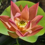 Qinhuai Orange Light