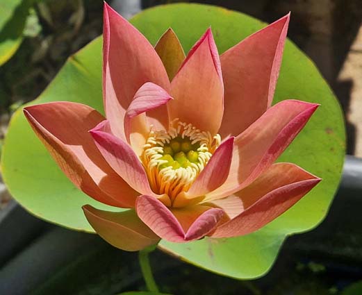 Qinhuai Orange Light