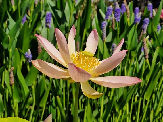 Nelumbo ‛Qinhuai Orange Light’ – Image 5