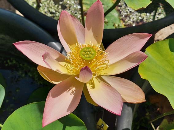 Nelumbo ‛Qinhuai Orange Light’ – Image 6