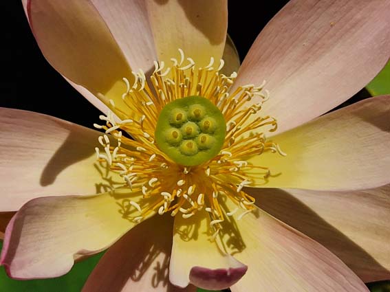 Nelumbo ‛Qinhuai Orange Light’ – Image 7