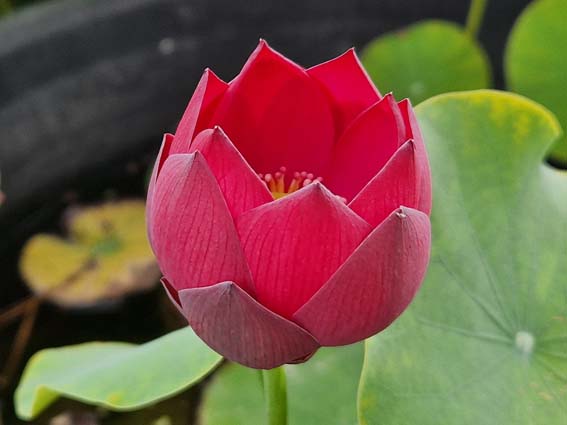 Nelumbo ‘Shine’ (Syn ‘Yao Guang’) – Image 3