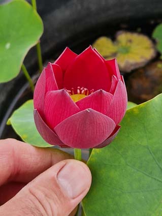 Nelumbo ‘Shine’ (Syn ‘Yao Guang’) – Image 4