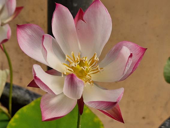 Nelumbo ‘Wawa’ (Hybrideur Pun Punnaline) – Image 2